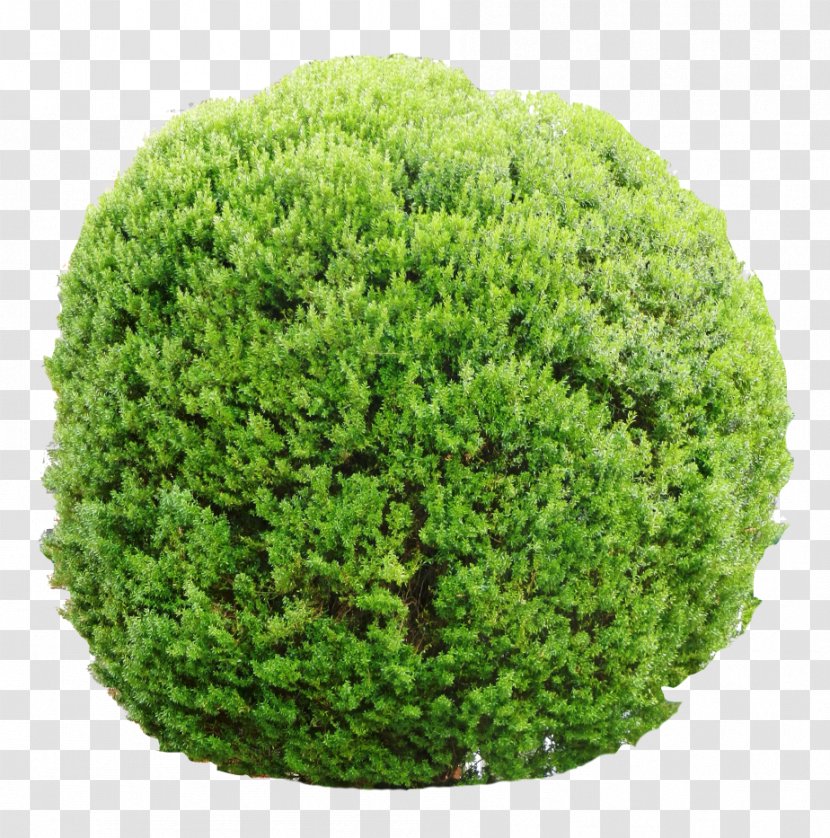 Tree Shrub Vegetation Garden Lawn - Grass Transparent PNG