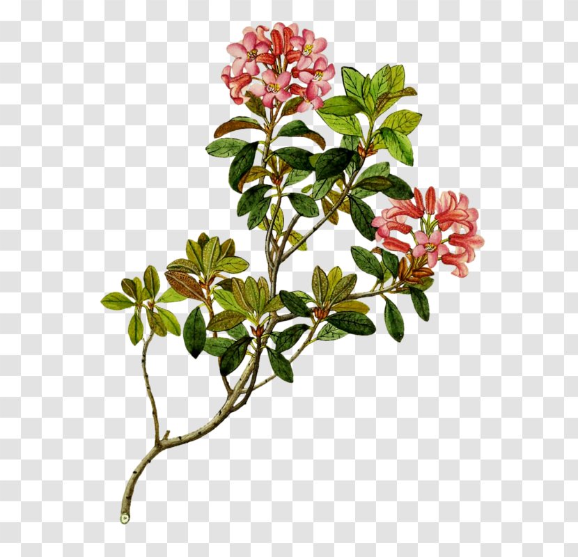 Flower Image C3 Mumbai Shrub - Branch Transparent PNG