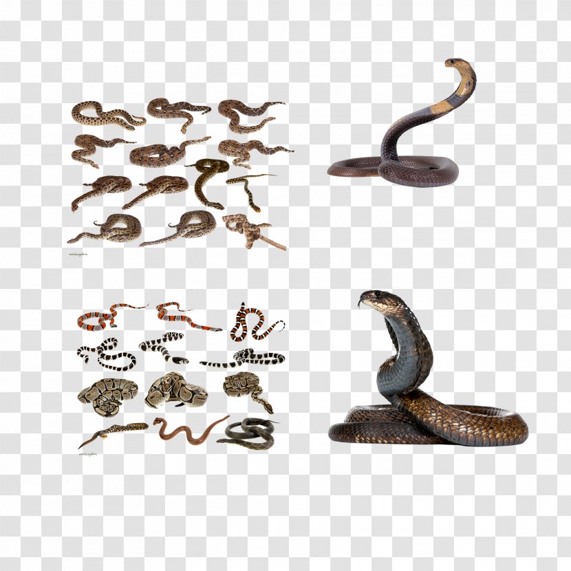 Snake Reptile Rodent Animal - Snakes Collection Transparent PNG