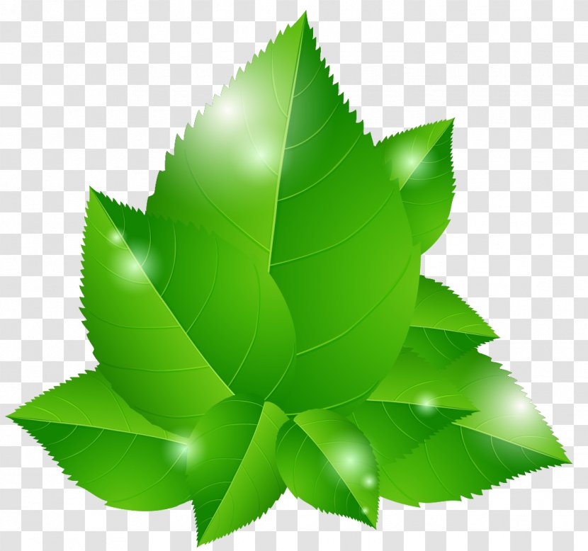 Green Euclidean Vector Leaf Blue Illustration - Leaves Transparent PNG
