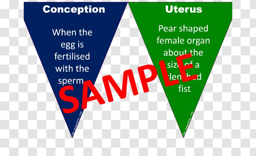 AQA GCSE Home Economics - Child Development - For DiaperChild Transparent PNG