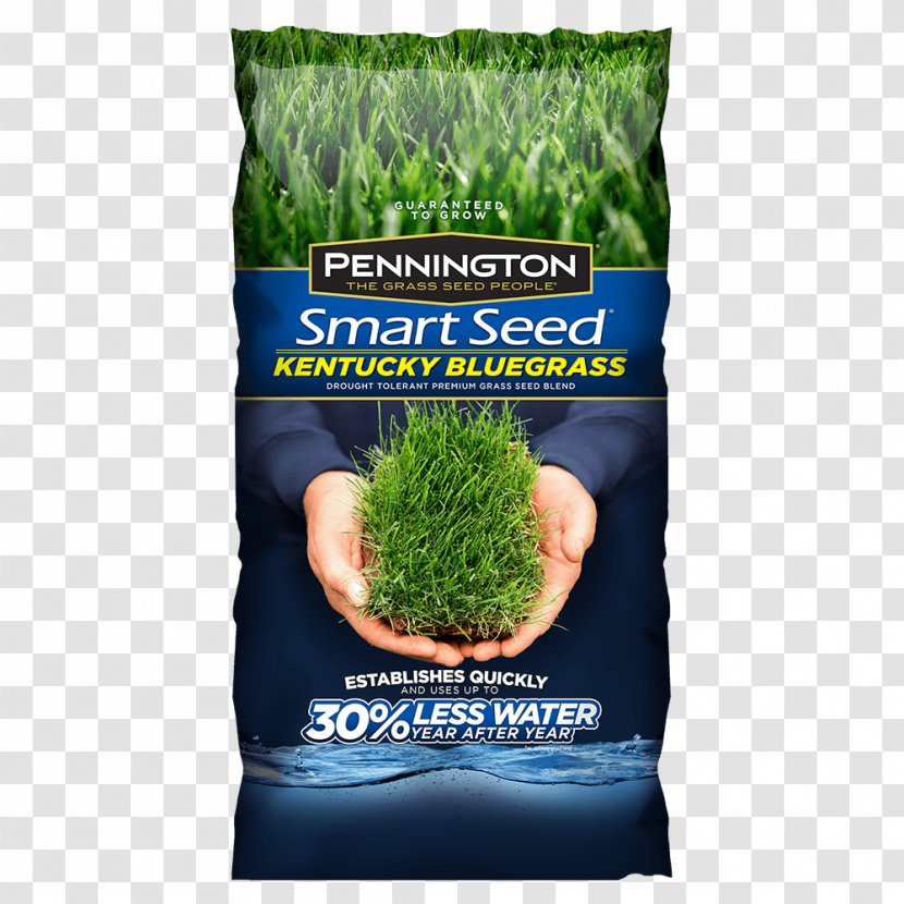 Lawn Seed Kentucky Bluegrass Perennial Ryegrass Fescues - Garden - Seeding Transparent PNG