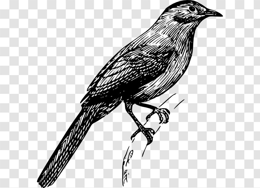 Finches Bird Drawing Clip Art Transparent PNG