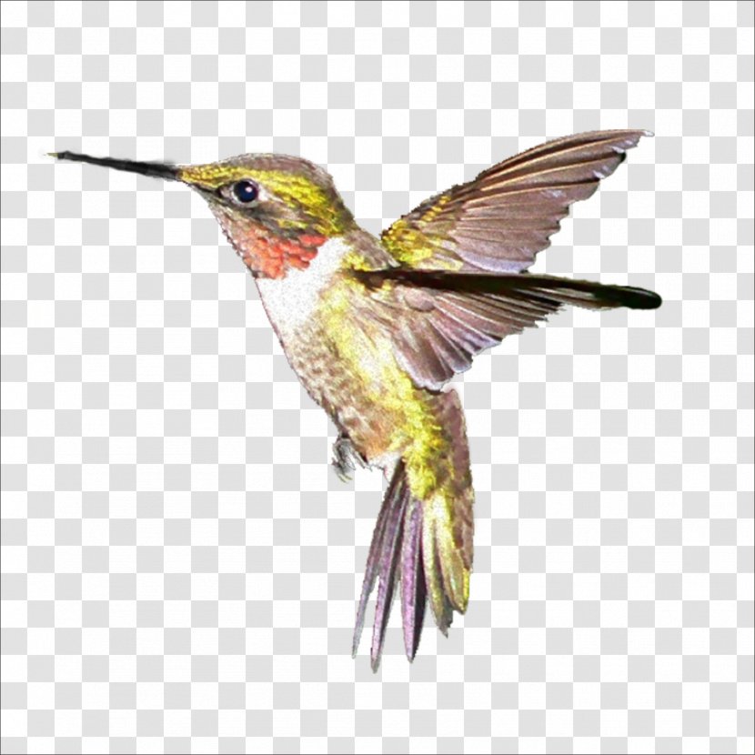 Hummingbird - Yellow - Birds Transparent PNG