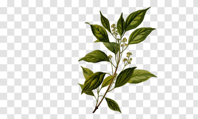 Camphor Tree Ravensara Aromatica Oil - Species Transparent PNG
