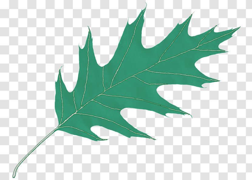 Leaf Oak Clip Art - Plant - Icon Transparent PNG