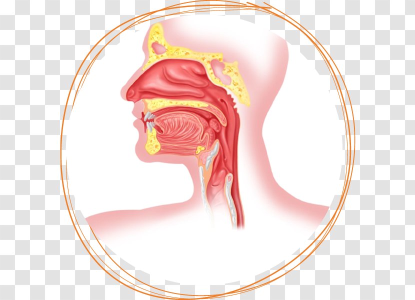 Esophagus Respiratory System Surgery Human Body Anatomy - Heart - Of The Transparent PNG