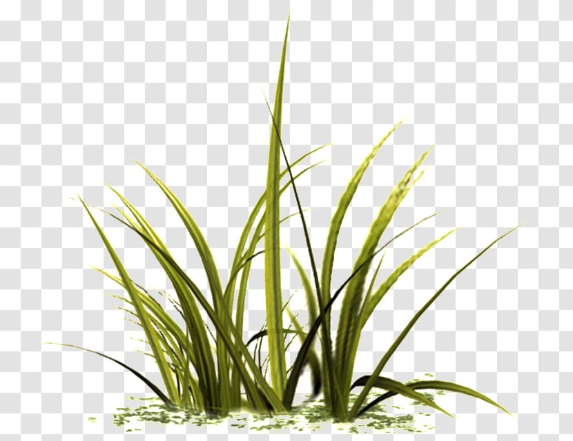 Plant Grass Terrestrial Family Flower - Herb - Stem Transparent PNG