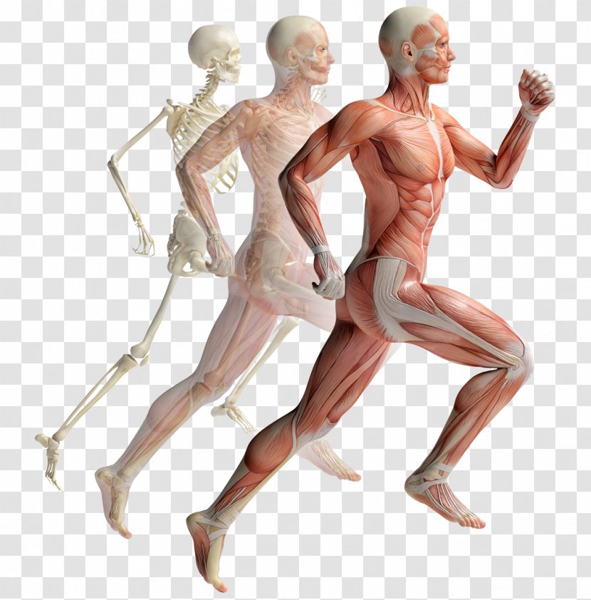 Muscular System Human Musculoskeletal Muscle Body Anatomy - Tree - Skeleton Running Transparent PNG