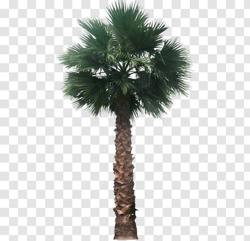 Palm Trees Mexican Fan Architectural Rendering - Evergreen - Tree Transparent PNG