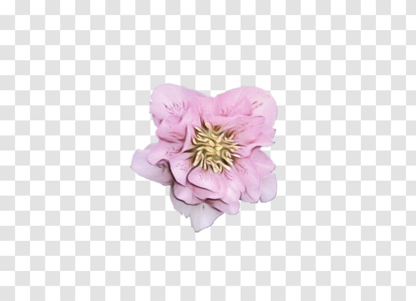 Peony Cut Flowers Herbaceous Plant Petal Pink M Transparent PNG