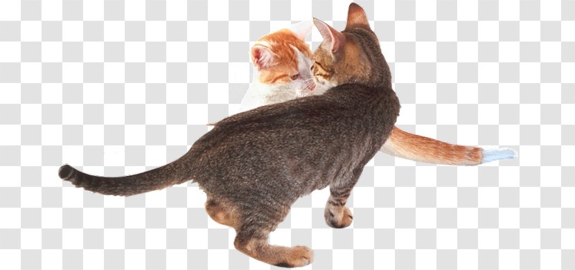 California Spangled Domestic Short-haired Cat Sokoke Kitten Whiskers - Small To Medium Sized Cats Transparent PNG