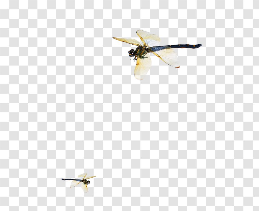 Bird Goose Cygnini Duck Wing - Beak - Dragonfly Transparent PNG