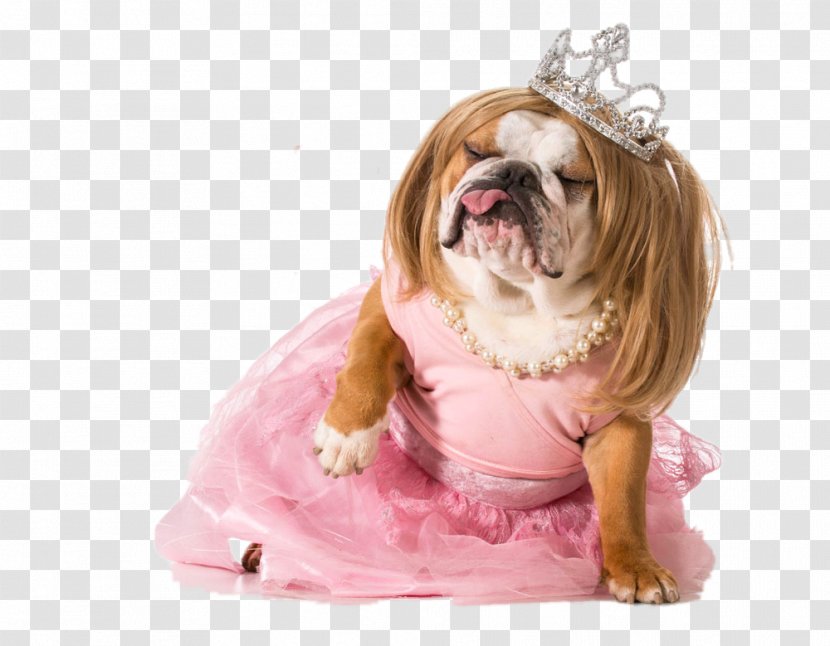 Bulldog Puppy Stock Photography Costume Royalty-free - Companion Dog - Pug Wearing A Wedding Dress Transparent PNG