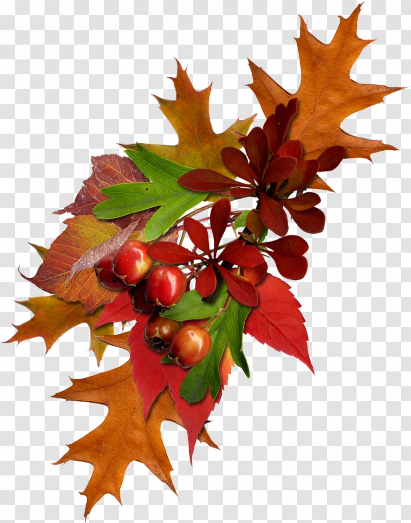 Autumn Painting History Culture .de - Library - Fruit Transparent PNG