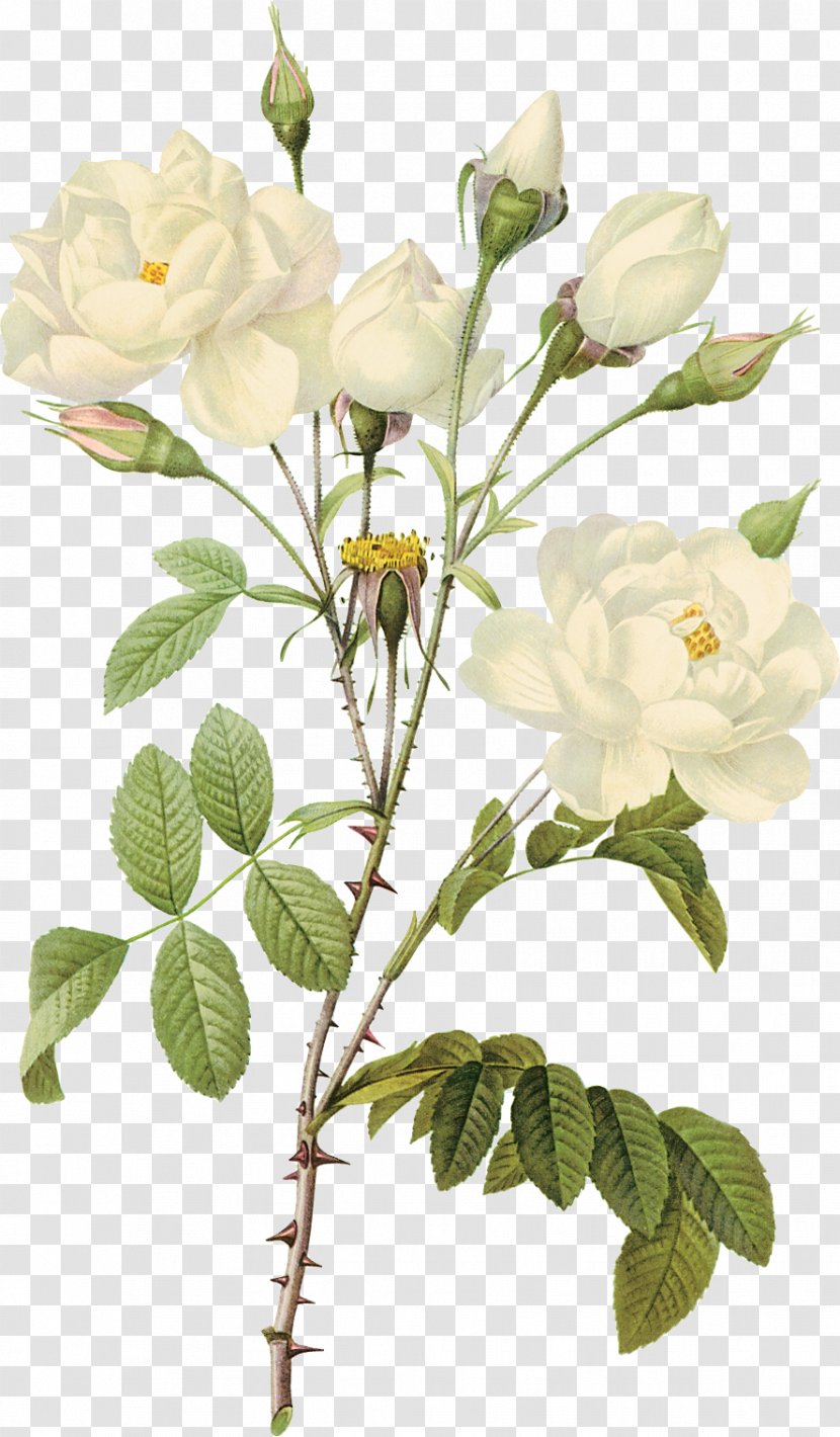 British Ferns Botanical Illustration Botany Printmaking Printing - Flowering Plant - White Rose Transparent PNG