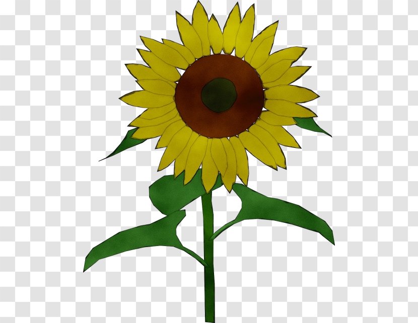 Sunflower - Petal Plant Transparent PNG
