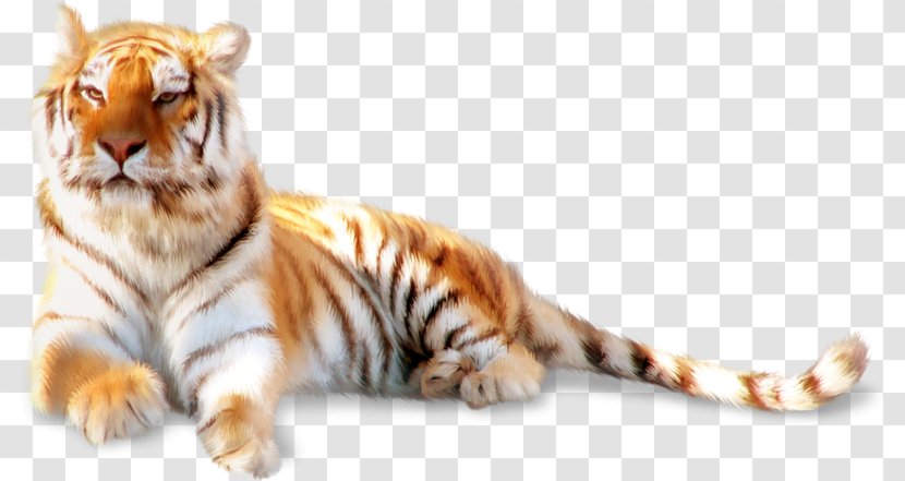 Siberian Tiger Felidae Whiskers Cat - Wildlife - Lying Transparent PNG