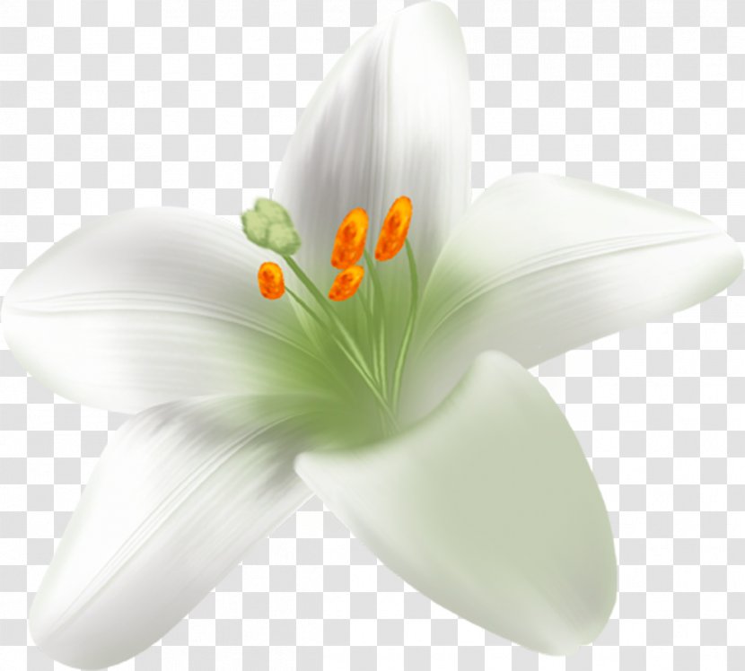 Flowering Plant Lilium Petal Liliaceae - Lily Family Transparent PNG