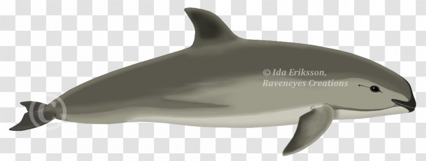 Common Bottlenose Dolphin Short-beaked Tucuxi Rough-toothed White-beaked - Whales Dolphins And Porpoises Transparent PNG