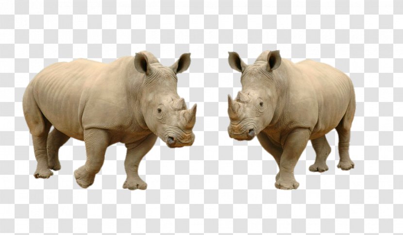 White Rhinoceros Hippopotamus Lion Stock Photography - Royaltyfree - HD Rhino Transparent PNG
