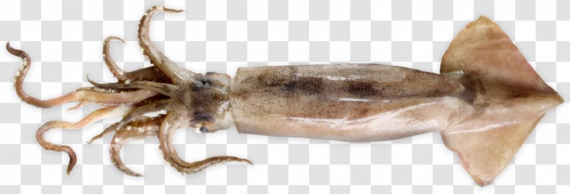 Squid As Food Cephalopod Roast Invertebrate - Seafood - Sepia Transparent PNG