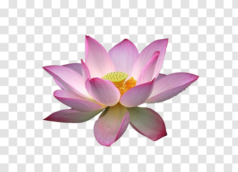 Nelumbo Nucifera Lotus Effect Download Clip Art - Nelumbonaceae - 95 Transparent PNG