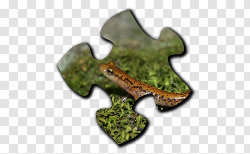 Google Play Lizard Jigsaw Puzzles Frog Transparent PNG