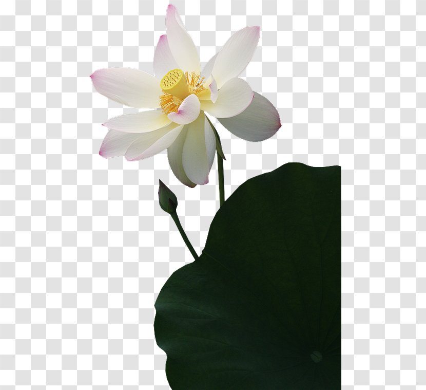 Nelumbo Nucifera Clip Art - Flower - Sea Transparent PNG