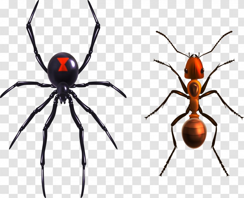 Widow Spiders Royalty-free Illustration - Pest - Spider Ants Transparent PNG