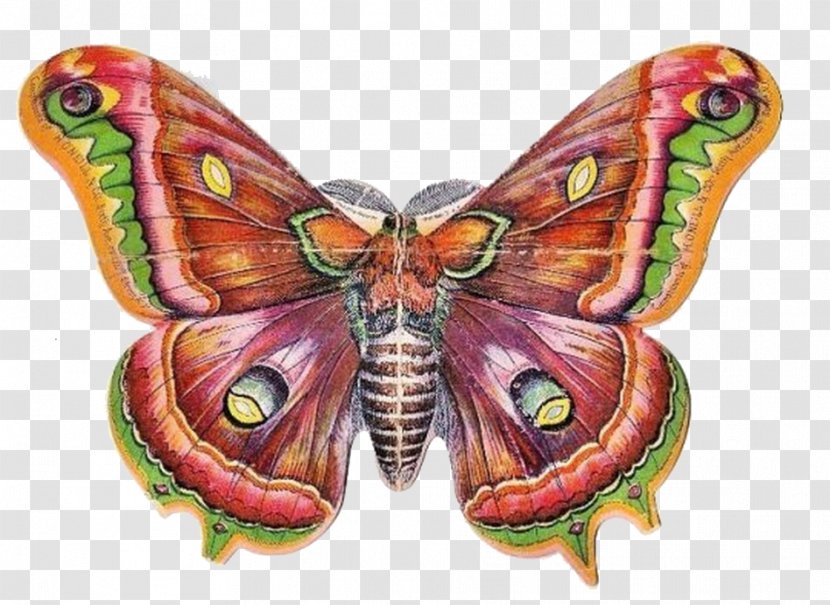 Butterfly Victorian Era Clip Art Transparent PNG