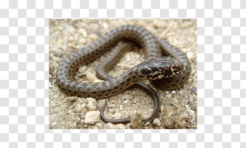 Sidewinder Kingsnakes Hognose Snake Grass - Animal Transparent PNG
