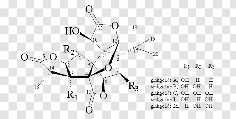 Ginkgo Biloba Glycoside Quercetin Flavones Flavonoid - Cartoon - Ginkgo-biloba Transparent PNG