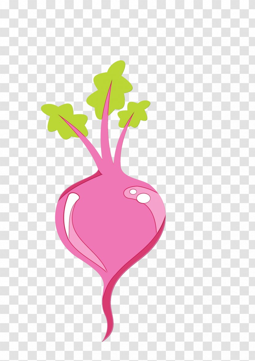 Watercolor Plant - Vegetable - Magenta Rutabaga Transparent PNG