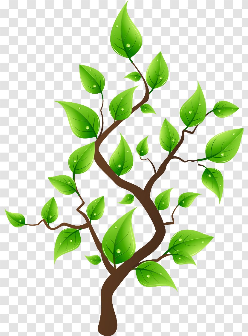 Clip Art Tree Drawing Image - Branch Transparent PNG