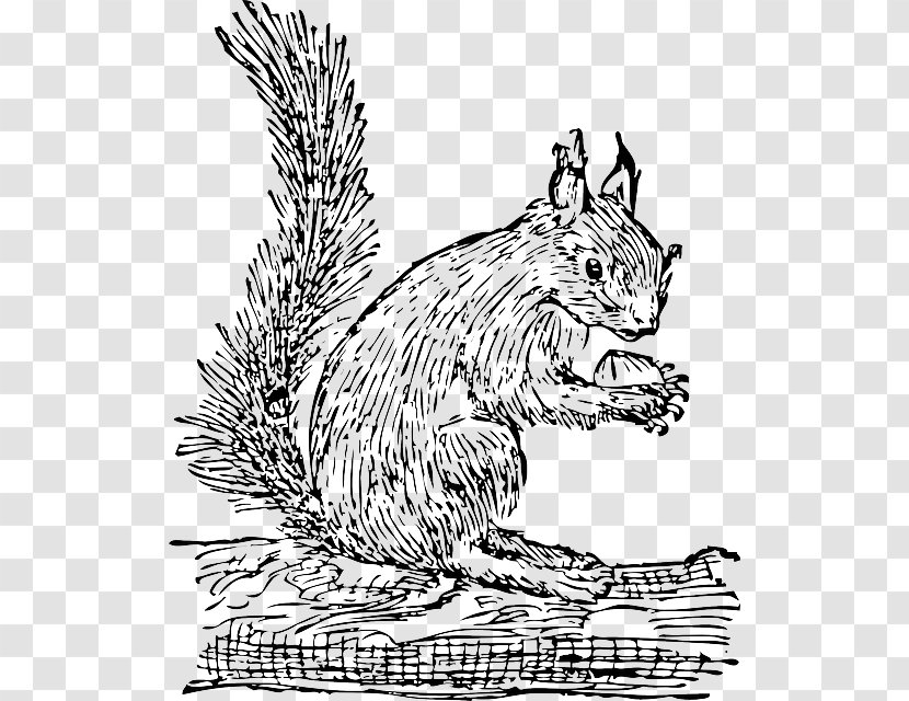 Eastern Gray Squirrel Rodent Clip Art - Black And White Transparent PNG