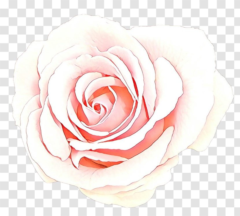 Garden Roses - Hybrid Tea Rose - Plant Family Transparent PNG