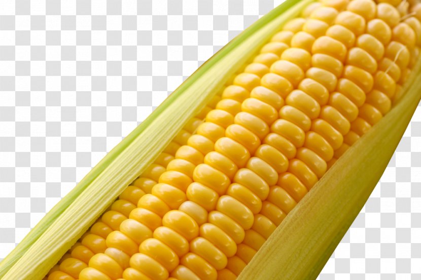 Maize Genetically Modified Food Cereal Organism Agriculture - Corn On The Cob - Sweet Transparent PNG