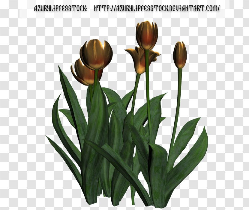 Tulip Flowerpot Plant Stem - Flowering - 3d Clip Art Transparent PNG