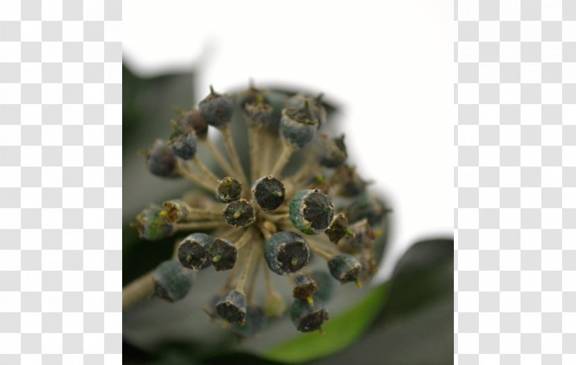 Organism - Hedera Transparent PNG