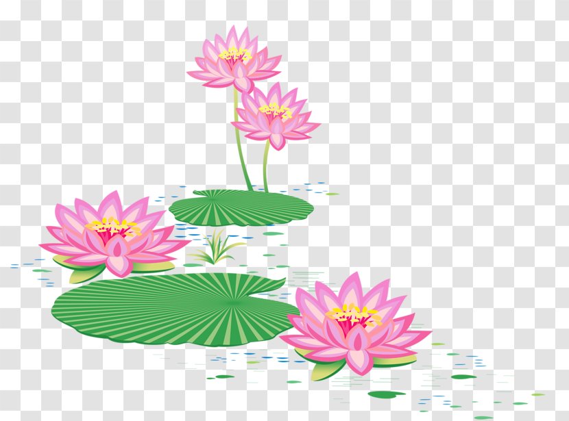 Floral Design บัว Sacred Lotus Vector Graphics - Pink - Painting Transparent PNG