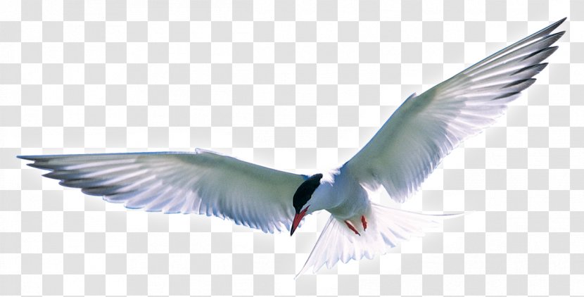 Seabird Arctic Fox Wing - Animal - Bird Transparent PNG