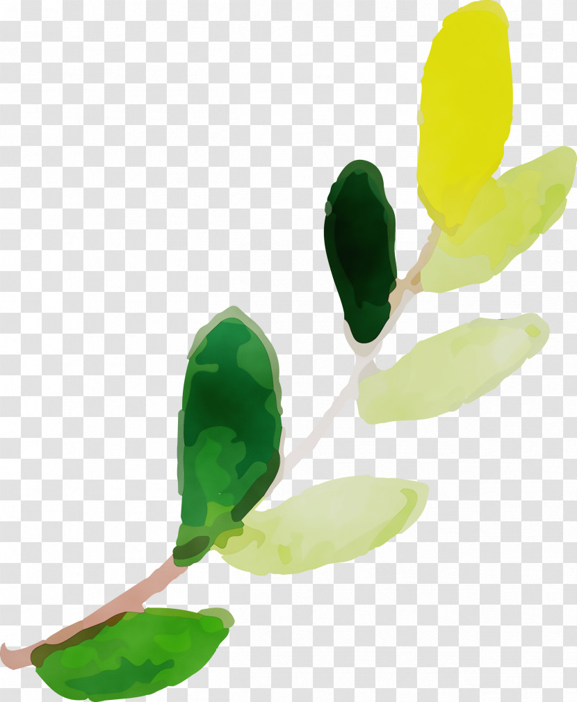 Leaf Plant Structure Plants Science Biology Transparent PNG