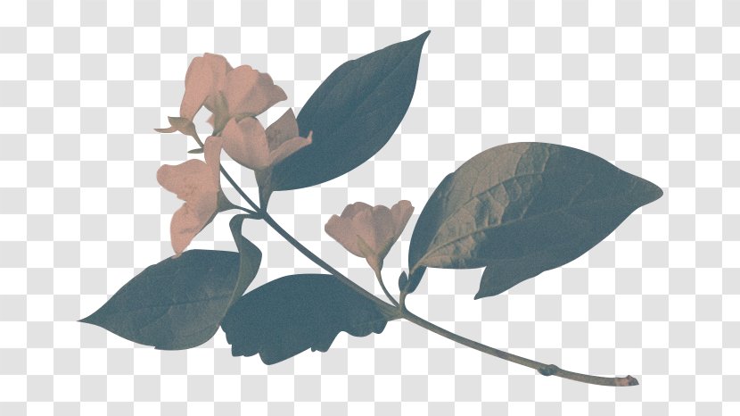 Flower The Hearts We Sold Illusive Ask Me About My Uterus: A Quest To Make Doctors Believe In Women's Pain Floristry - Abby Norman Transparent PNG