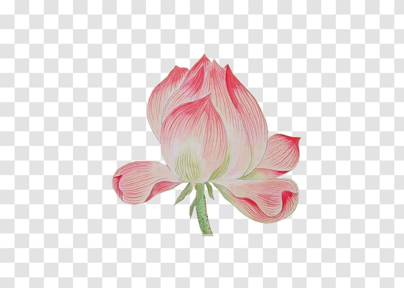 Nelumbo Nucifera Watercolor Painting Software - Proteales - Chinese Style Lotus Transparent PNG