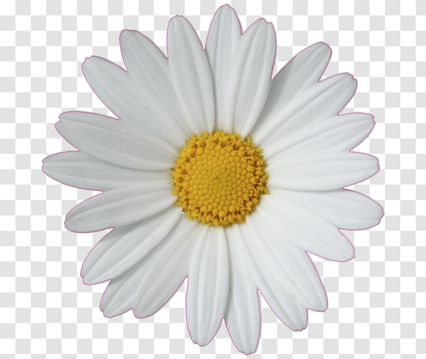 Common Daisy Flower Clip Art Transparent PNG