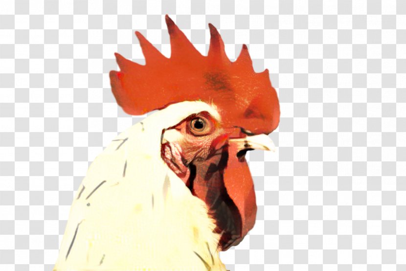 Chicken Cartoon - Livestock Fowl Transparent PNG