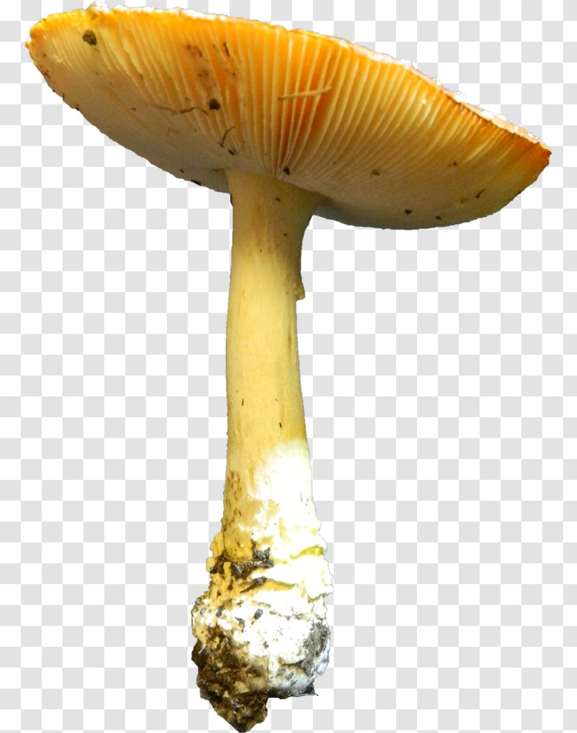 Edible Mushroom Agaricaceae Medicinal Fungi Medicine - Ingredient Transparent PNG