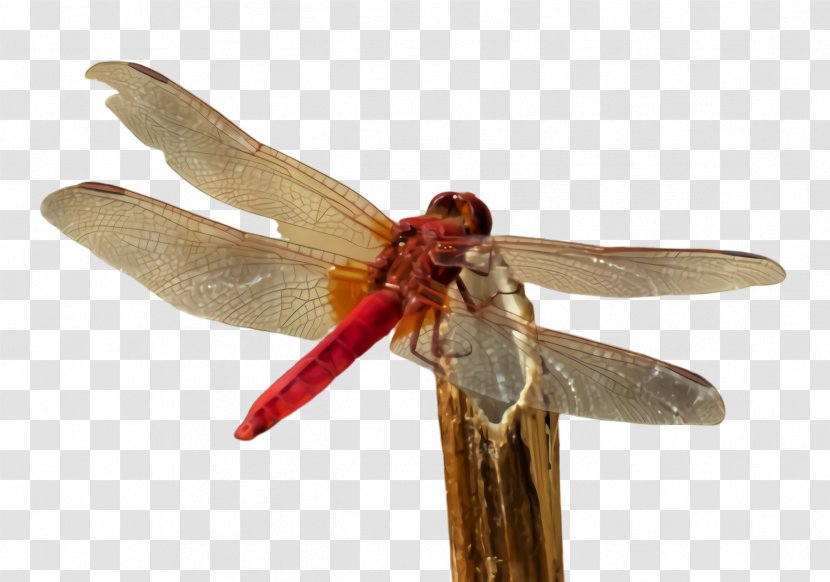 Insect Dragonflies And Damseflies Dragonfly Net-winged Insects Pest - Membranewinged Wing Transparent PNG