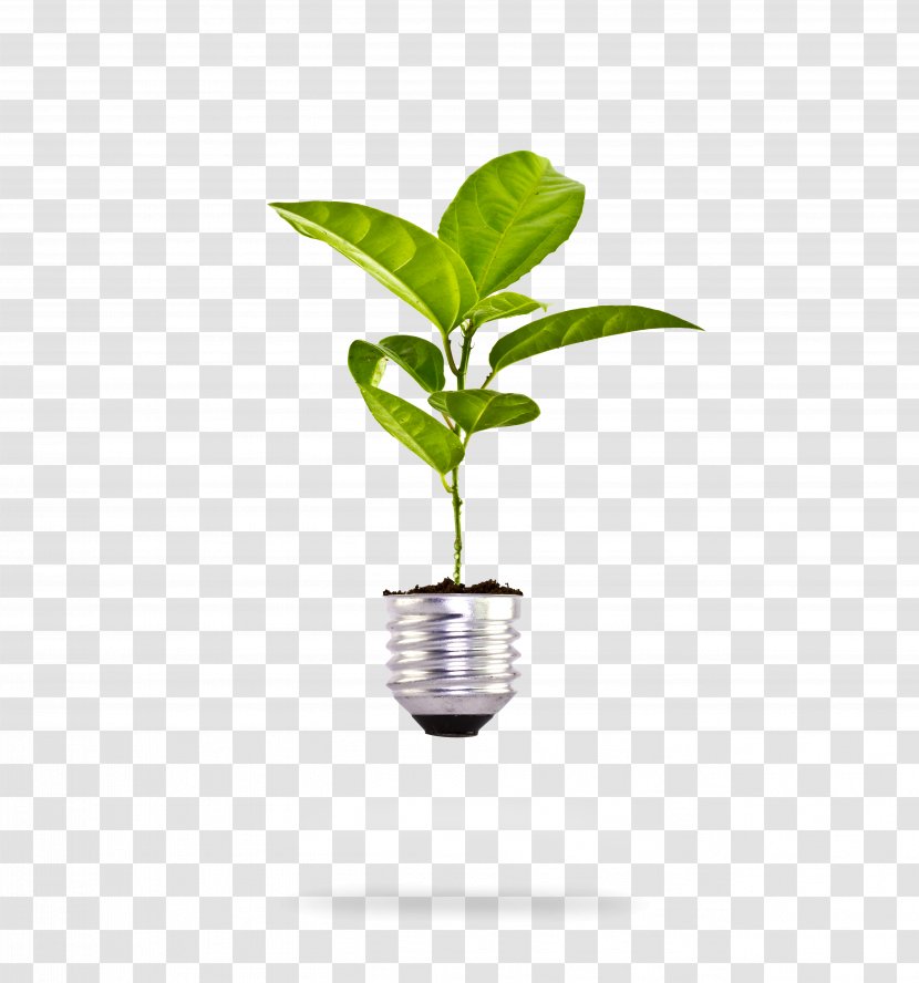 Incandescent Light Bulb Plant Stock Photography - Flowerpot - Growth Transparent PNG